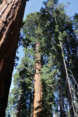 Sequoiadendron giganteum
