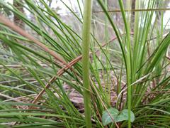 Xanthorrhoea minor lutea