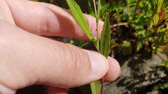Symphyotrichum ontarionis