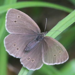 Aphantopus hyperantus
