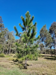 Pinus elliottii