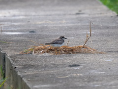 Charadrius placidus