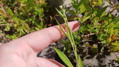 Symphyotrichum ontarionis
