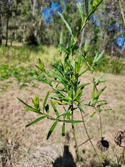 Gomphocarpus physocarpus
