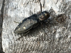 Phaenops drummondi