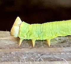 Biston betularia