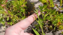 Symphyotrichum ontarionis