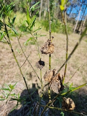 Gomphocarpus physocarpus