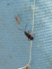 Lygaeoidea