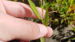 Symphyotrichum ontarionis