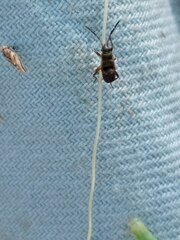 Lygaeoidea