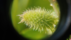 Xanthium strumarium canadense