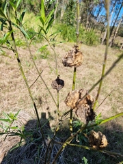 Gomphocarpus physocarpus