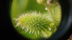 Xanthium strumarium canadense