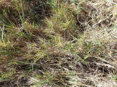 Distichlis distichophylla