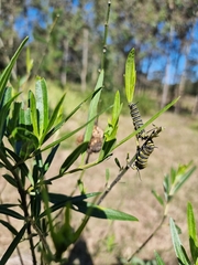 Gomphocarpus physocarpus