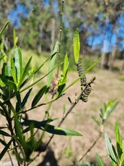 Gomphocarpus physocarpus