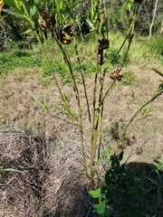 Gomphocarpus physocarpus