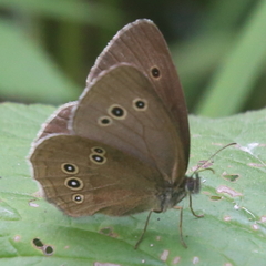 Aphantopus hyperantus