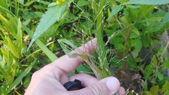 Panicum dichotomiflorum dichotomiflorum