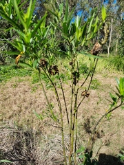 Gomphocarpus physocarpus