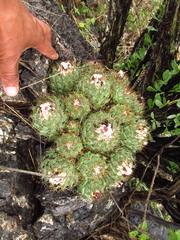 Coryphantha durangensis