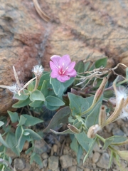 Epilobium siskiyouense