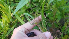 Panicum dichotomiflorum dichotomiflorum