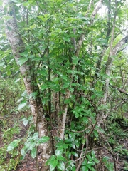 Bravaisia integerrima