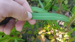 Panicum dichotomiflorum dichotomiflorum