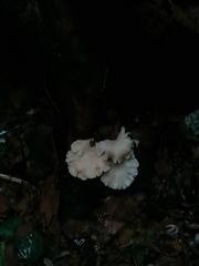 Favolus brasiliensis