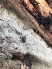 Heteroptera