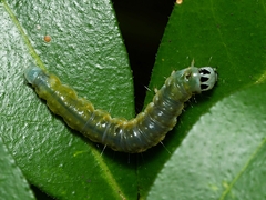 Cryptoptila immersana