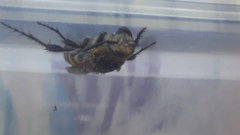 Campsomerinae