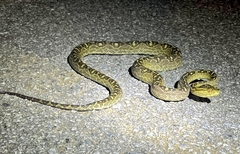 Protobothrops flavoviridis