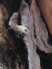 Heteroptera