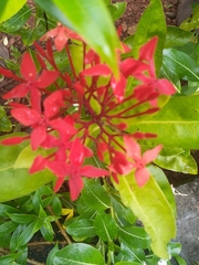 Ixora coccinea