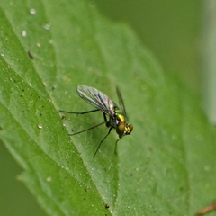 Condylostylus longicornis