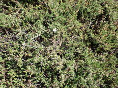 Frankenia pauciflora