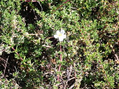 Frankenia pauciflora