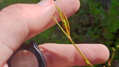 Polygonum ramosissimum