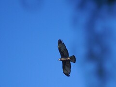 Pernis ptilorhynchus