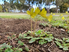 Oxalis compressa