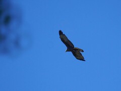 Pernis ptilorhynchus