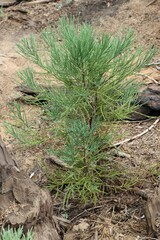 Sequoiadendron giganteum