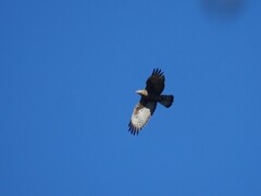 Pernis ptilorhynchus