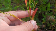 Polygonum ramosissimum