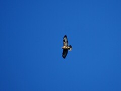 Buteo buteo