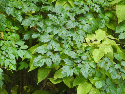 peppervine (Nekemias arborea)
