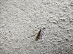 Amphineurus
